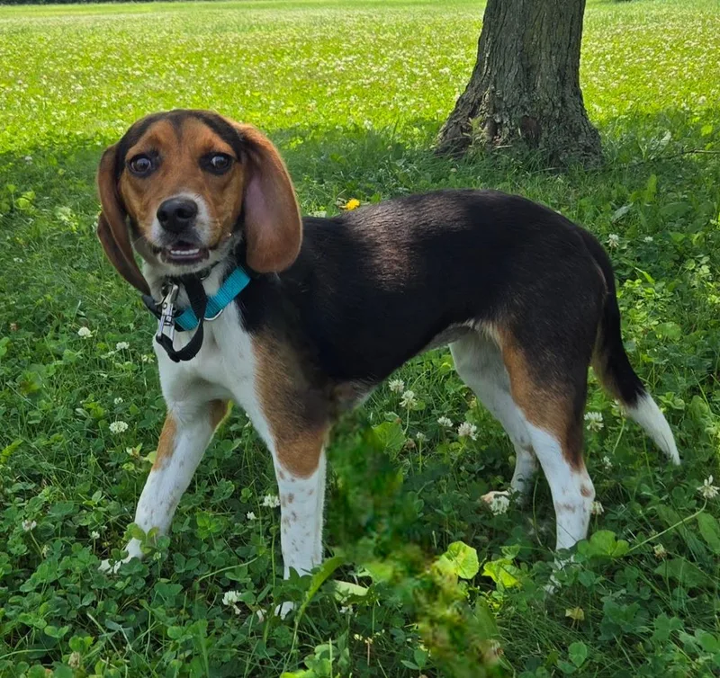 A young medium-sized female Beagle dog named Belle for adoption in Sandusky, OH