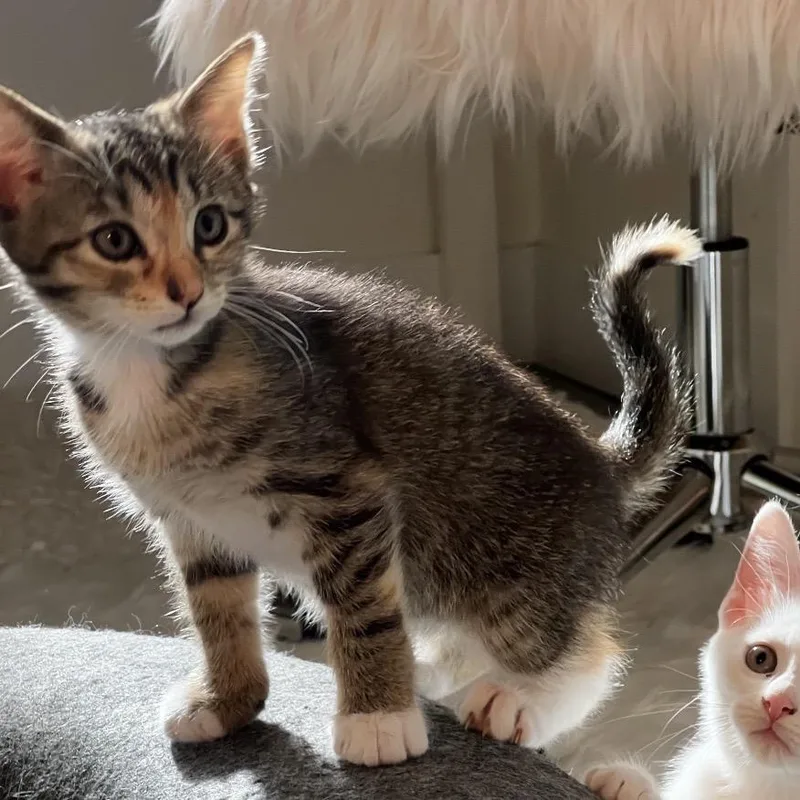 A baby small-sized female Brown / Chocolate Domestic Short Hair cat named Chiquitita for adoption in Juno Beach, FL