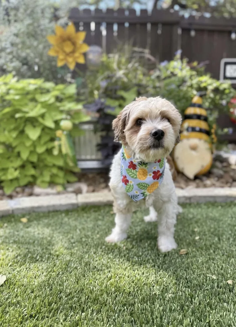 An adult small-sized male Shih Tzu dog named Crowley for adoption in San Antonio, TX