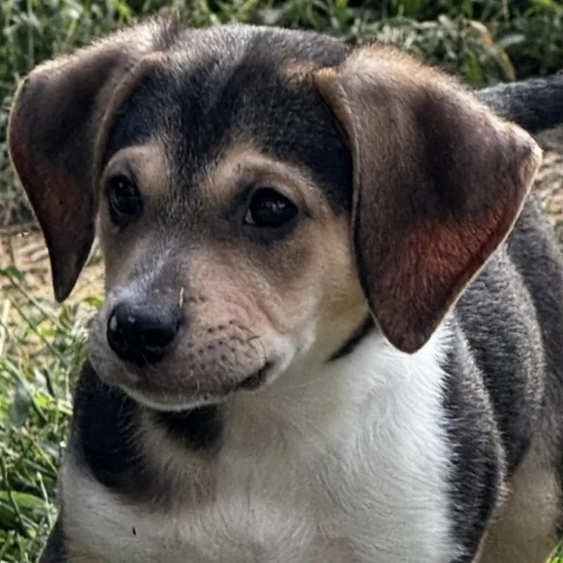 A young small-sized female Beagle dog named Bessie for adoption in Stokesdale, NC