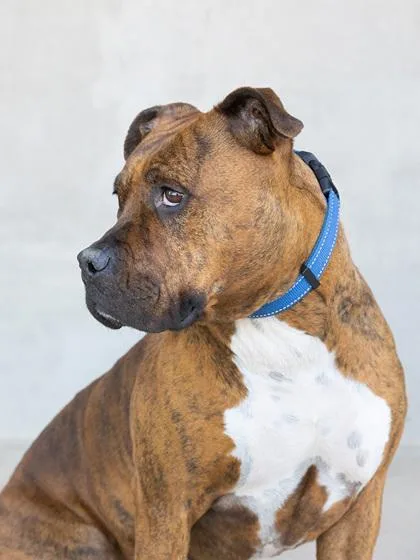 A young large-sized female Mixed Breed dog named Karma for adoption in Longmont, CO