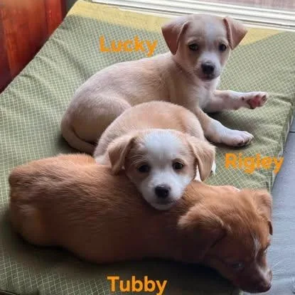 A baby small-sized male Chiweenie dog named Tubby Rigley for adoption in Lexington, KY