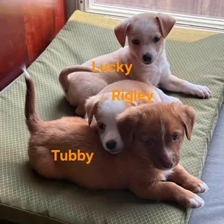 Tubby  Rigley  thumbnail 2