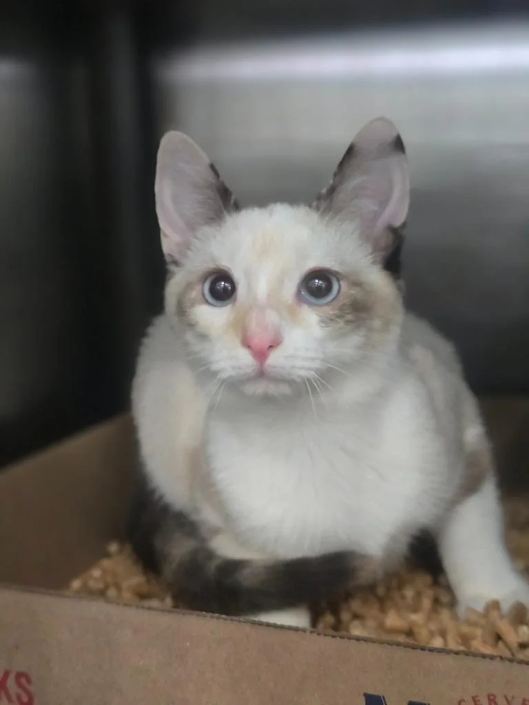 A baby medium-sized female Domestic Short Hair cat named Semicolon for adoption in Danielsville, GA