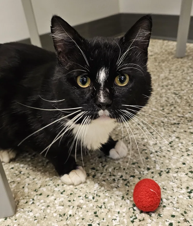 An adult medium-sized male Black Domestic Short Hair cat named Bernard for adoption in Cedar Rapids, IA