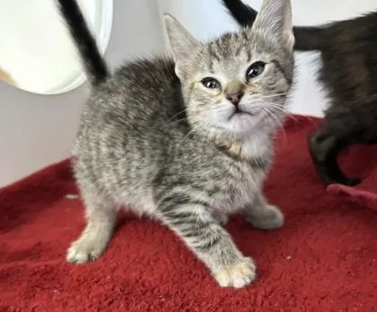 A baby small-sized female Domestic Short Hair cat named Mirren for adoption in Manteo, NC