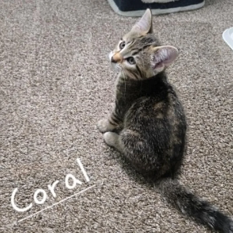 A baby small-sized female Gray / Blue / Silver Domestic Short Hair cat named Coral for adoption in Elbow Lake, MN