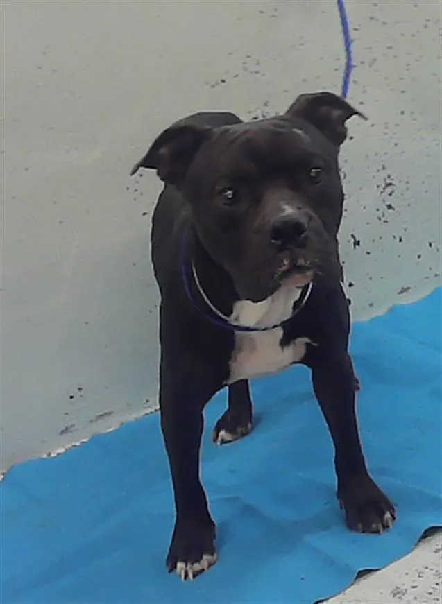 An adult medium-sized male Staffordshire Bull Terrier dog named Marco for adoption in Houston, TX