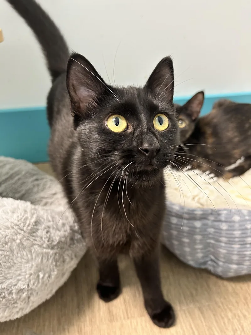 A baby medium-sized male Black Domestic Short Hair cat named Squish for adoption in Grand Rapids, MI