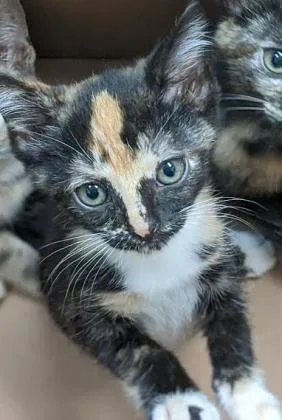 A baby small-sized female Domestic Short Hair cat named Piper Marie for adoption in Fishers, IN