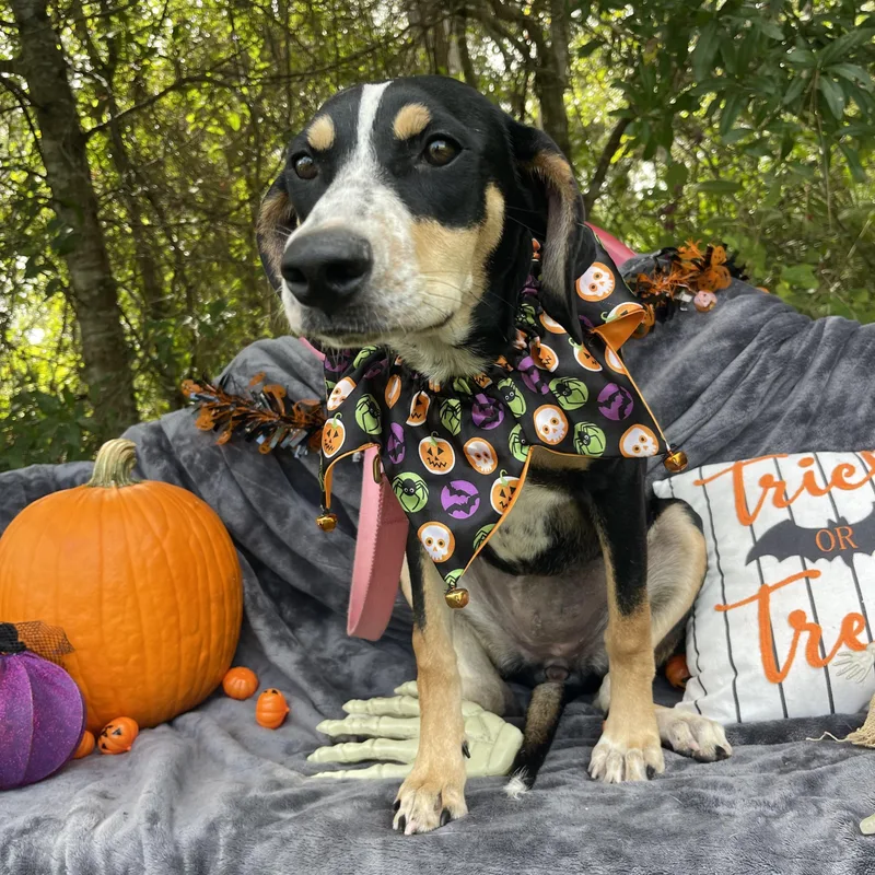A young medium-sized female Bluetick Coonhound dog named Rosa for adoption in Sebring, FL