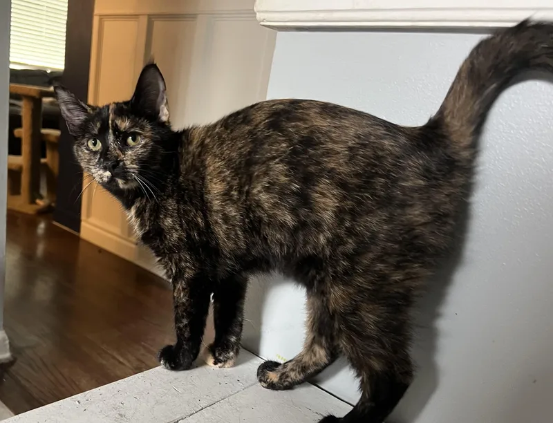 A young medium-sized female Tortoiseshell cat named Toffee for adoption in Wheeling, IL