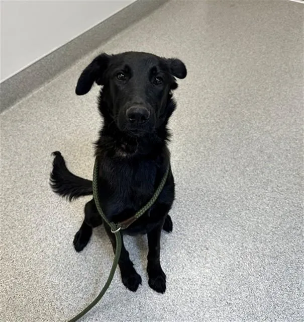 A young medium-sized male Labrador Retriever dog named George for adoption in San Luis Obispo, CA