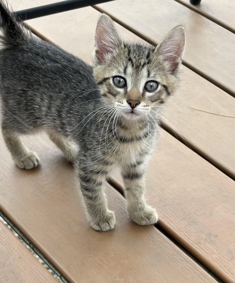 A baby medium-sized male Tabby (Gray / Blue / Silver) Domestic Short Hair cat named Peter for adoption in Battle Creek, MI