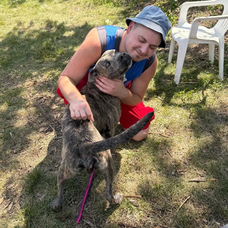 An adult large-sized male Brindle Mixed Breed dog named Sterling for adoption in Wheeling, IL