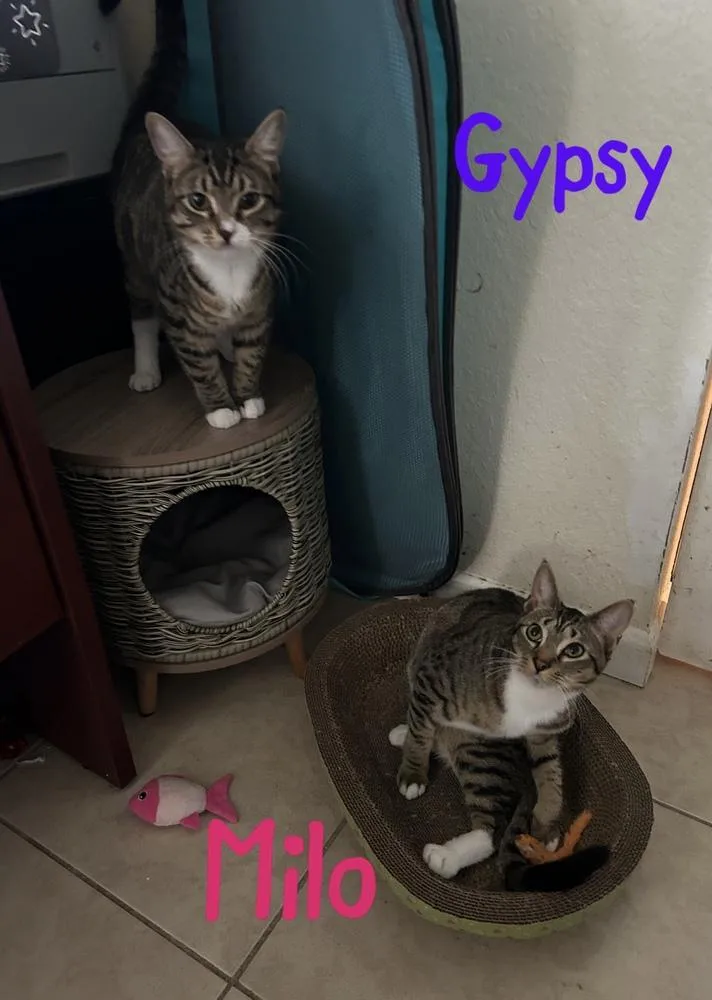 Gypsy "dime" thumbnail 2