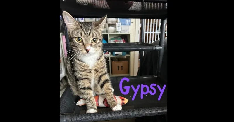 Gypsy "dime" thumbnail 4