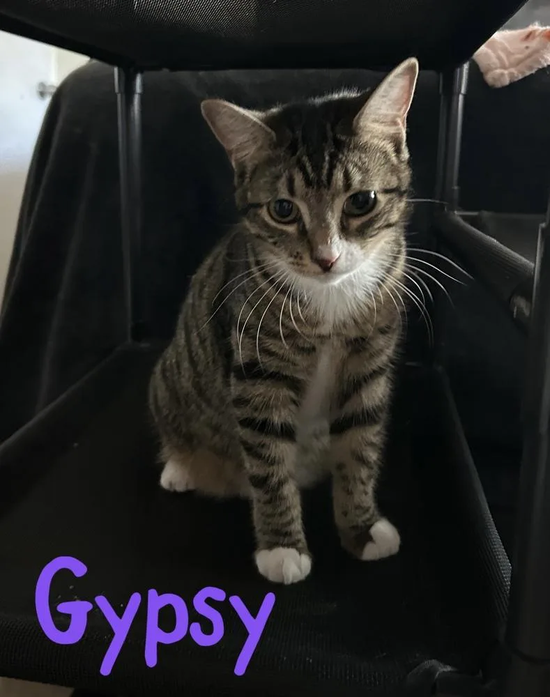 Gypsy "dime" thumbnail 6