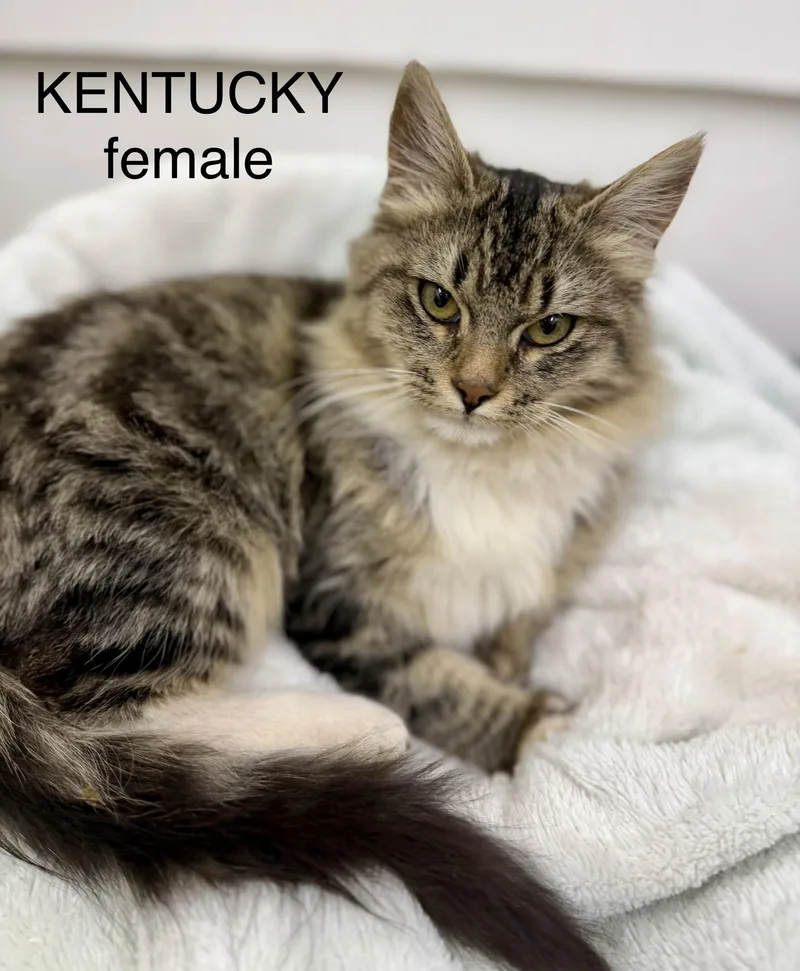 A baby medium-sized female Domestic Long Hair cat named Kentucky for adoption in Sonora, CA