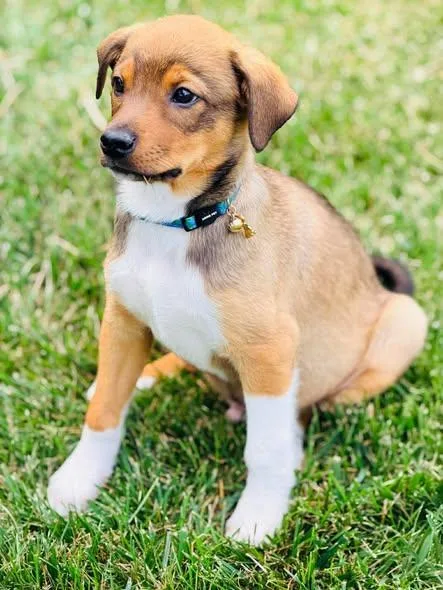 A baby medium-sized male Red / Chestnut / Orange Mixed Breed dog named Rick Wright for adoption in Winchester, KY