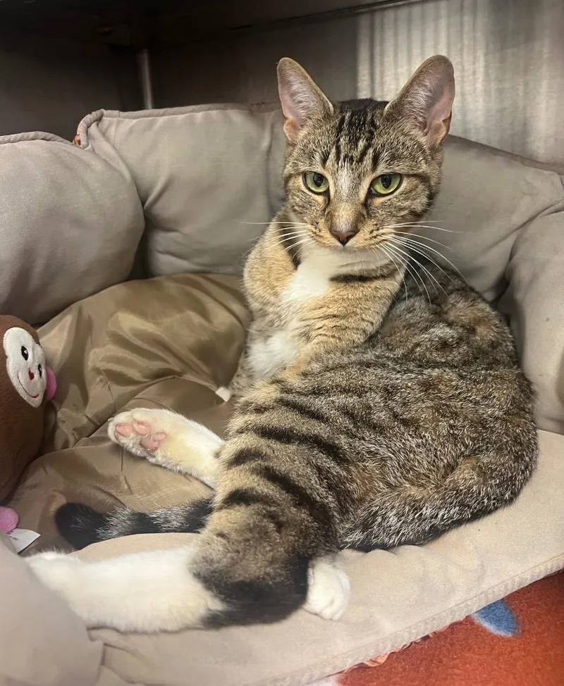 A young medium-sized female Domestic Short Hair cat named Pokemon  Misty  for adoption in Greeneville, TN