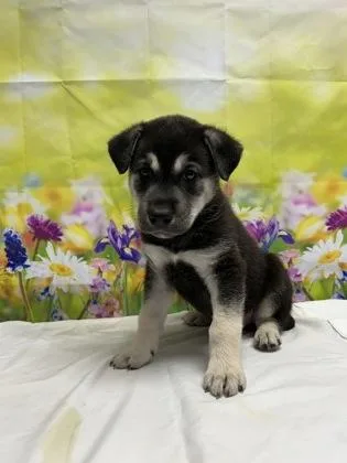 A baby medium-sized male Shepherd dog named Rhythm for adoption in San Antonio, TX
