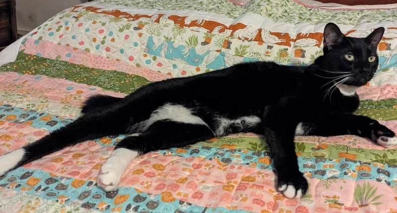 An adult medium-sized male Domestic Short Hair cat named Cookie for adoption in Magnolia, TX