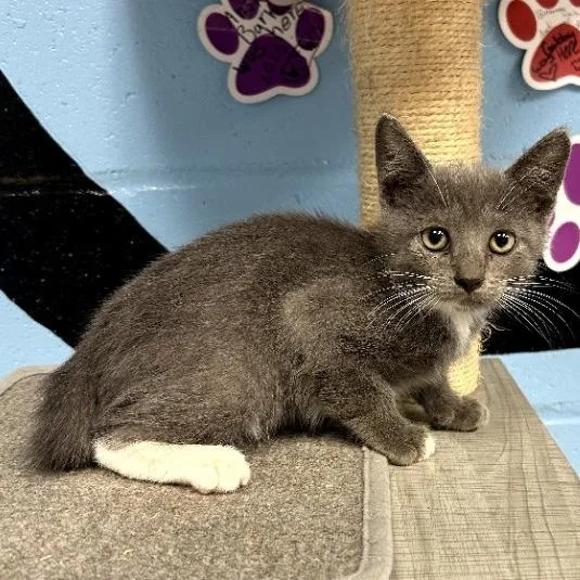 A baby small-sized male Gray / Blue / Silver Domestic Short Hair cat named Sterling for adoption in Tallahassee, FL