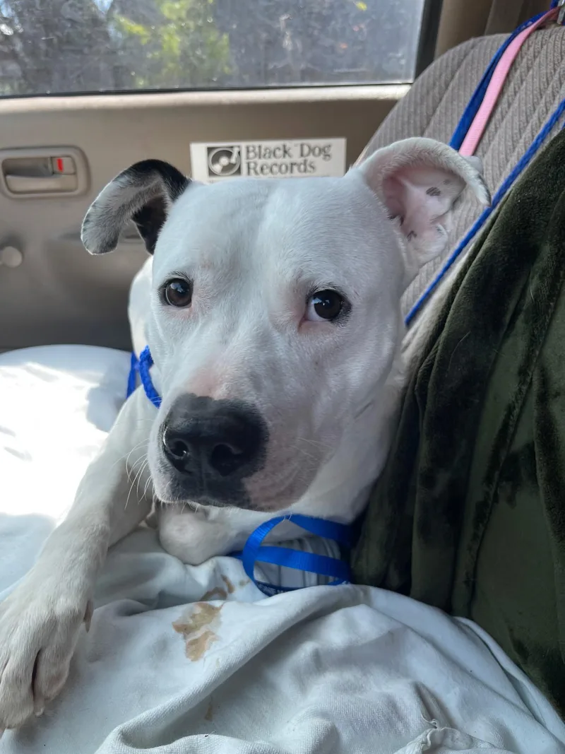 Mr. Marshmallow thumbnail 2