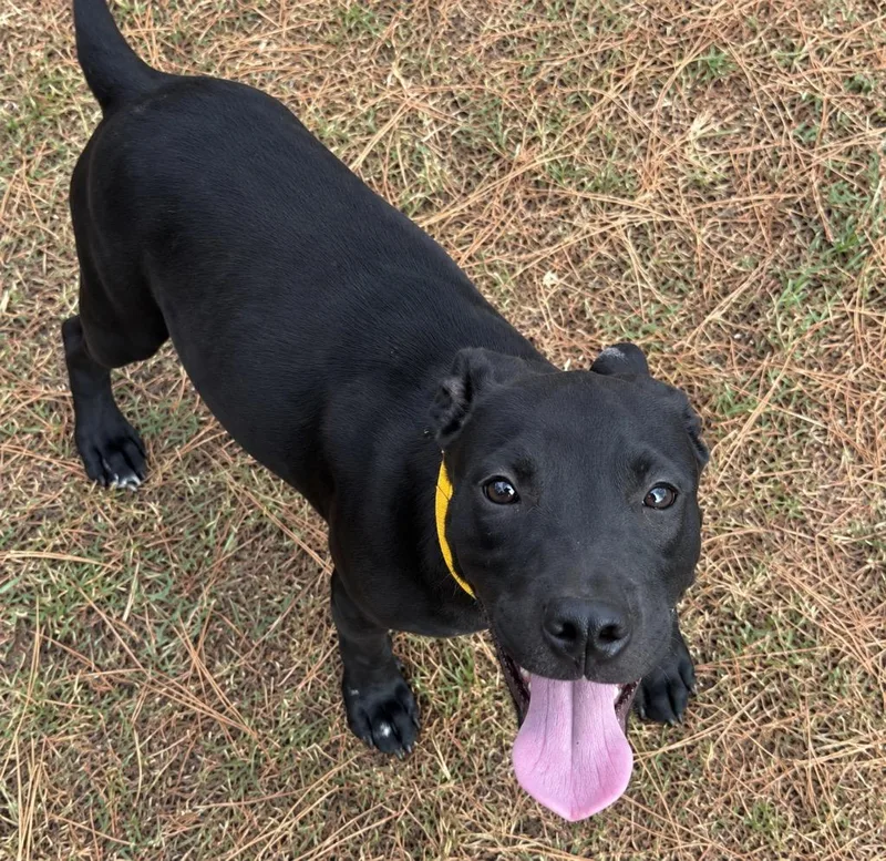 A baby large-sized female Labrador Retriever dog named Buffy the Vampire Slayer for adoption in Claremore, OK