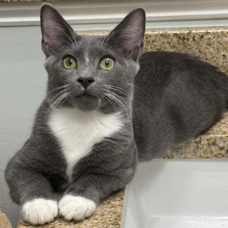 A young medium-sized male Gray / Blue / Silver Domestic Short Hair cat named Domingo for adoption in Durham, NC