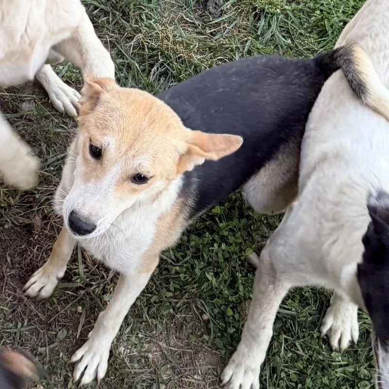 A young small-sized female Yellow / Tan / Blond / Fawn Great Pyrenees dog named Kate for adoption in Huntington, WV