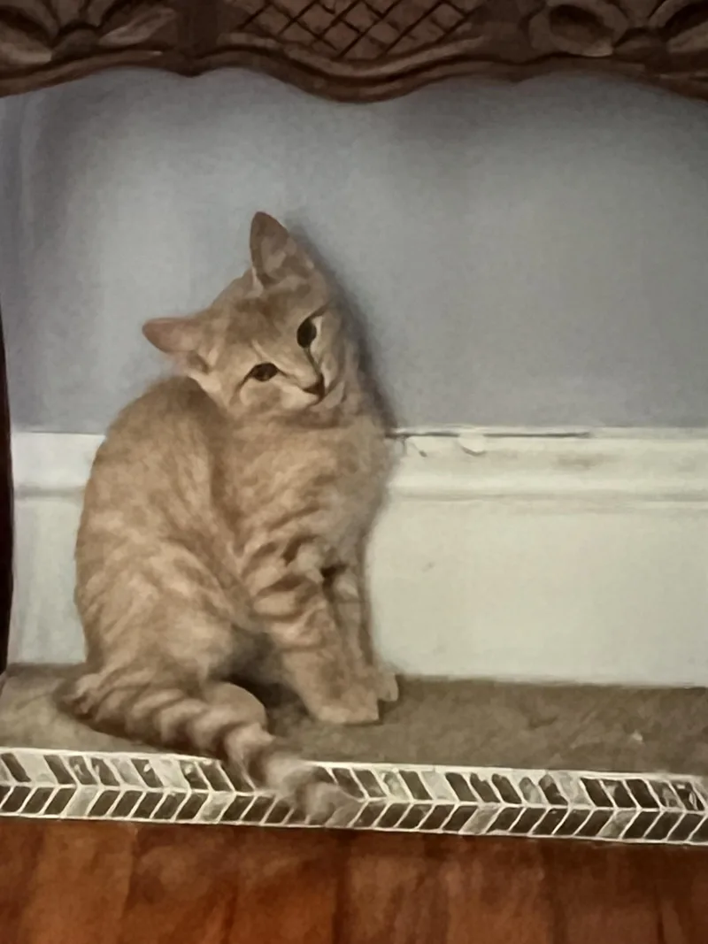 A baby small-sized male Domestic Short Hair cat named Richard for adoption in Philadelphia, PA