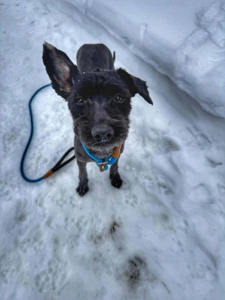 Victoria thumbnail 3