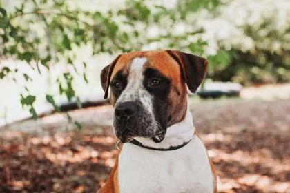 An adult extra large-sized male American Staffordshire Terrier dog named A David for adoption in North Charleston, SC