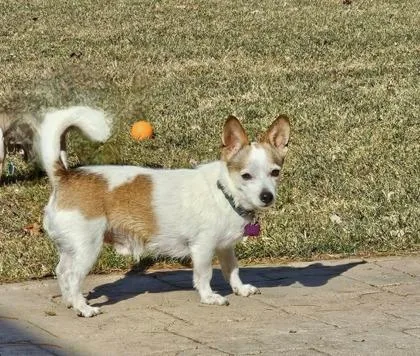 Skipper