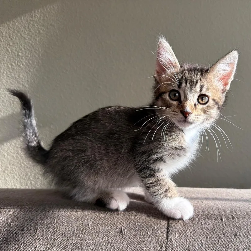 A baby small-sized male Brown / Chocolate Domestic Short Hair cat named Conrad for adoption in Tacoma, WA