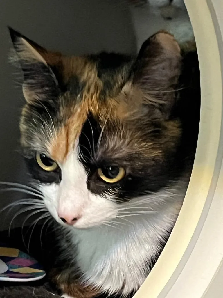 An adult medium-sized female Calico cat named Piper for adoption in Thompson Falls, MT