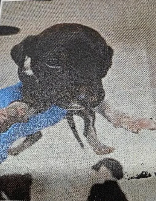 A baby medium-sized male English Pointer dog named Roosevelt for adoption in Zimmerman, MN