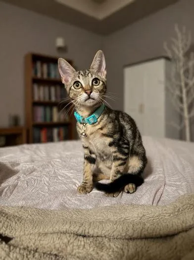 A baby small-sized female Tabby (Brown / Chocolate) Domestic Short Hair cat named Clementine for adoption in Liverpool, TX
