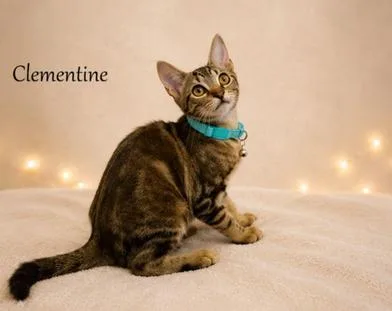 Clementine thumbnail 2