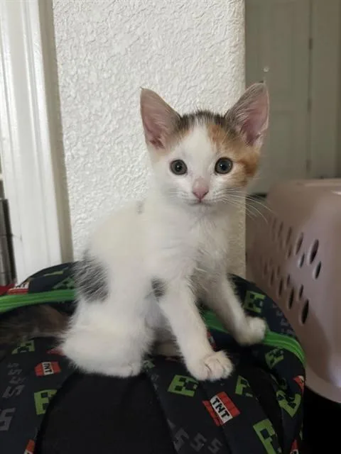 A baby small-sized female Domestic Short Hair cat named Kimmy for adoption in Lodi, CA