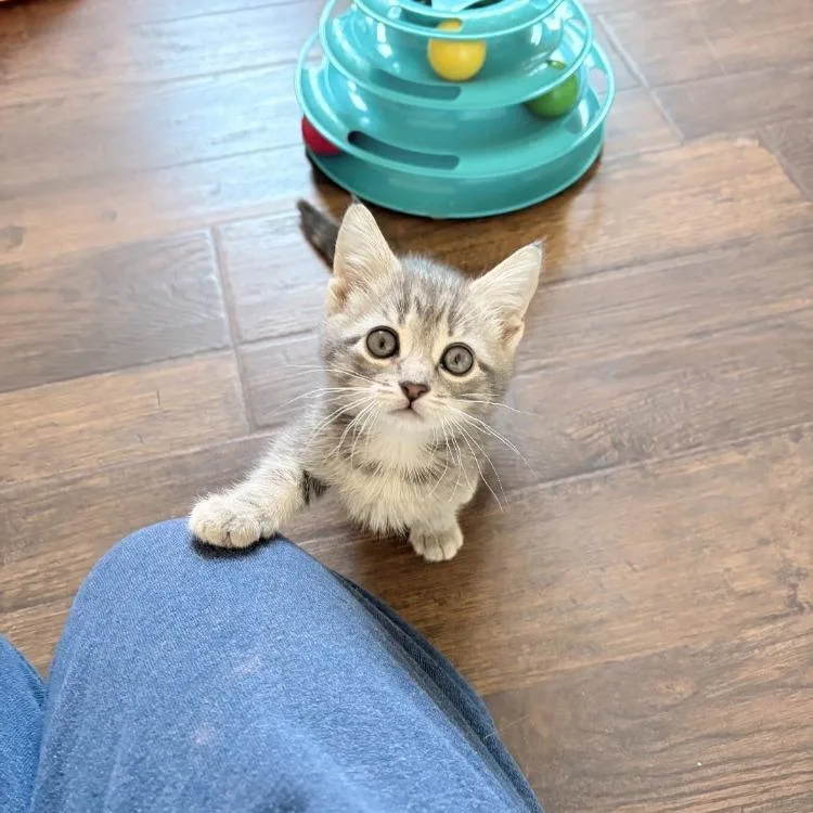 A baby small-sized female Gray / Blue / Silver Domestic Short Hair cat named Alleria for adoption in East Smithfield , PA