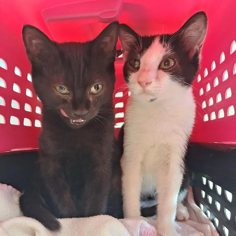 A baby medium-sized male Domestic Short Hair cat named Doc for adoption in Cumming, GA