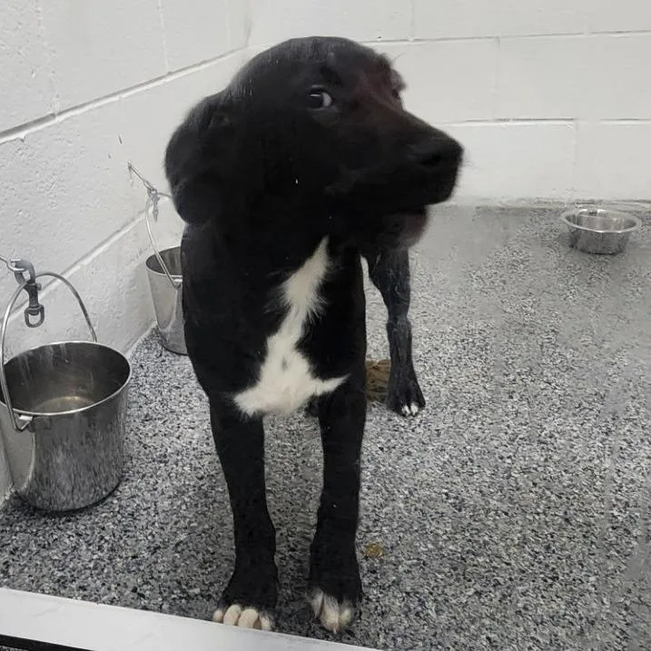 A baby small-sized female Black Mixed Breed dog named Sean for adoption in Grand Rapids, MI