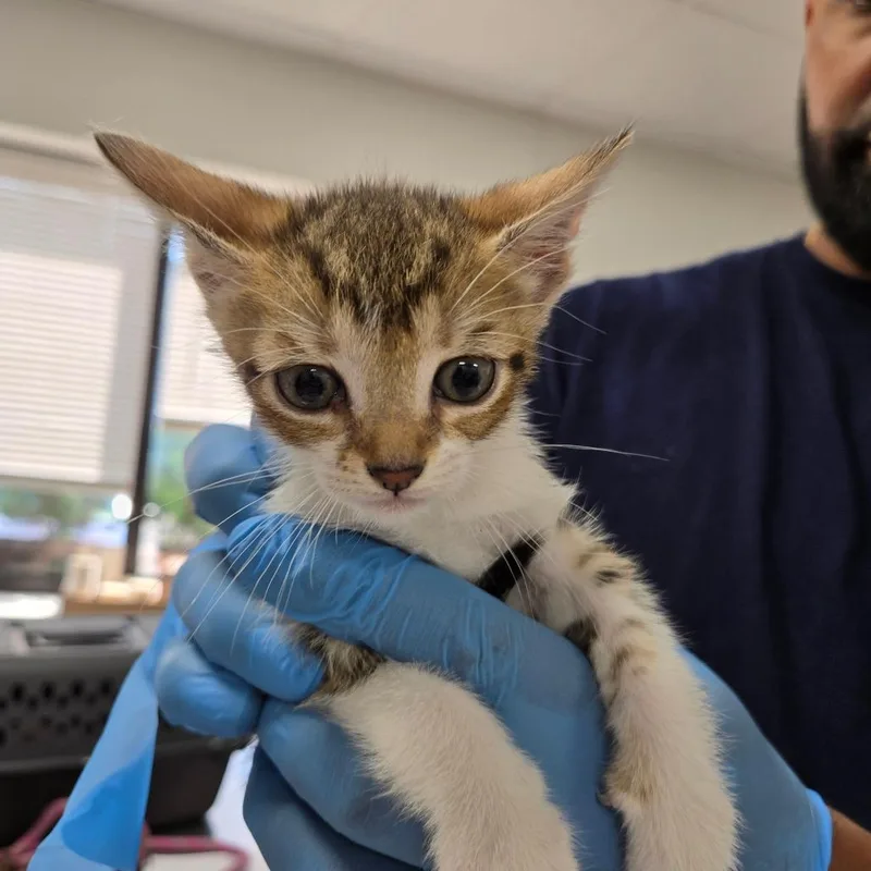 A baby small-sized female Brown / Chocolate Domestic Short Hair cat named Libby for adoption in Newark, NJ