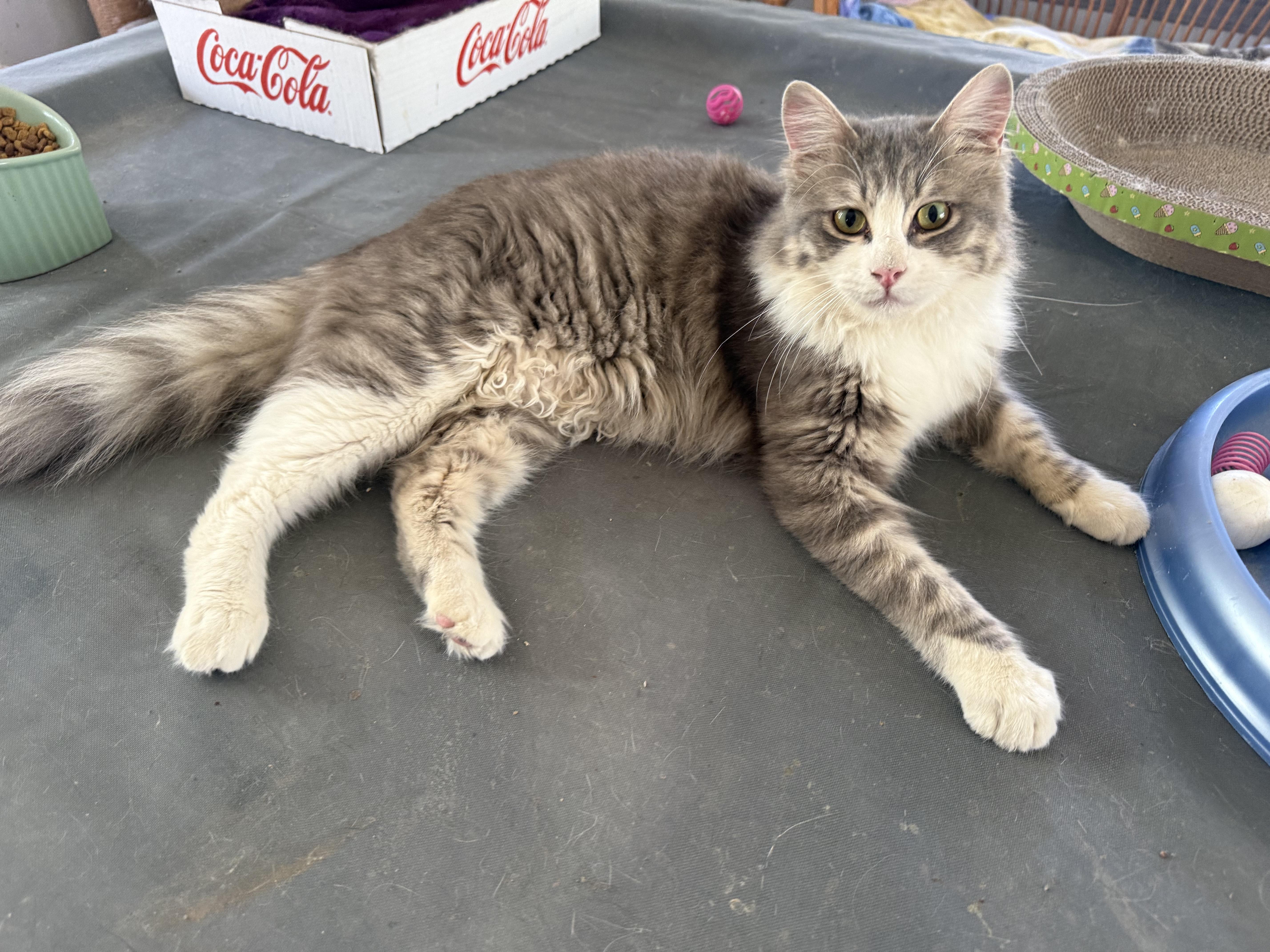 Precious Patchi From Egypt thumbnail 2