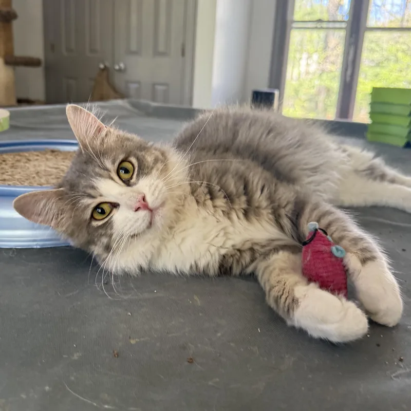 Precious Patchi From Egypt thumbnail 3