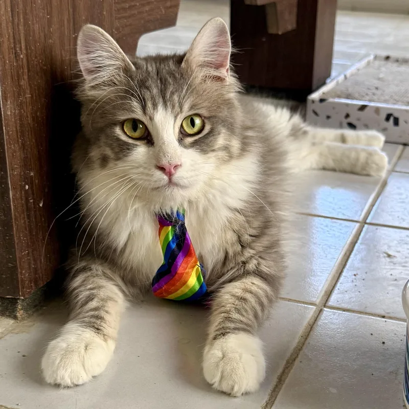A young medium-sized male Gray & White Domestic Medium Hair cat named Precious Patchi From Egypt for adoption in Woodbridge, VA