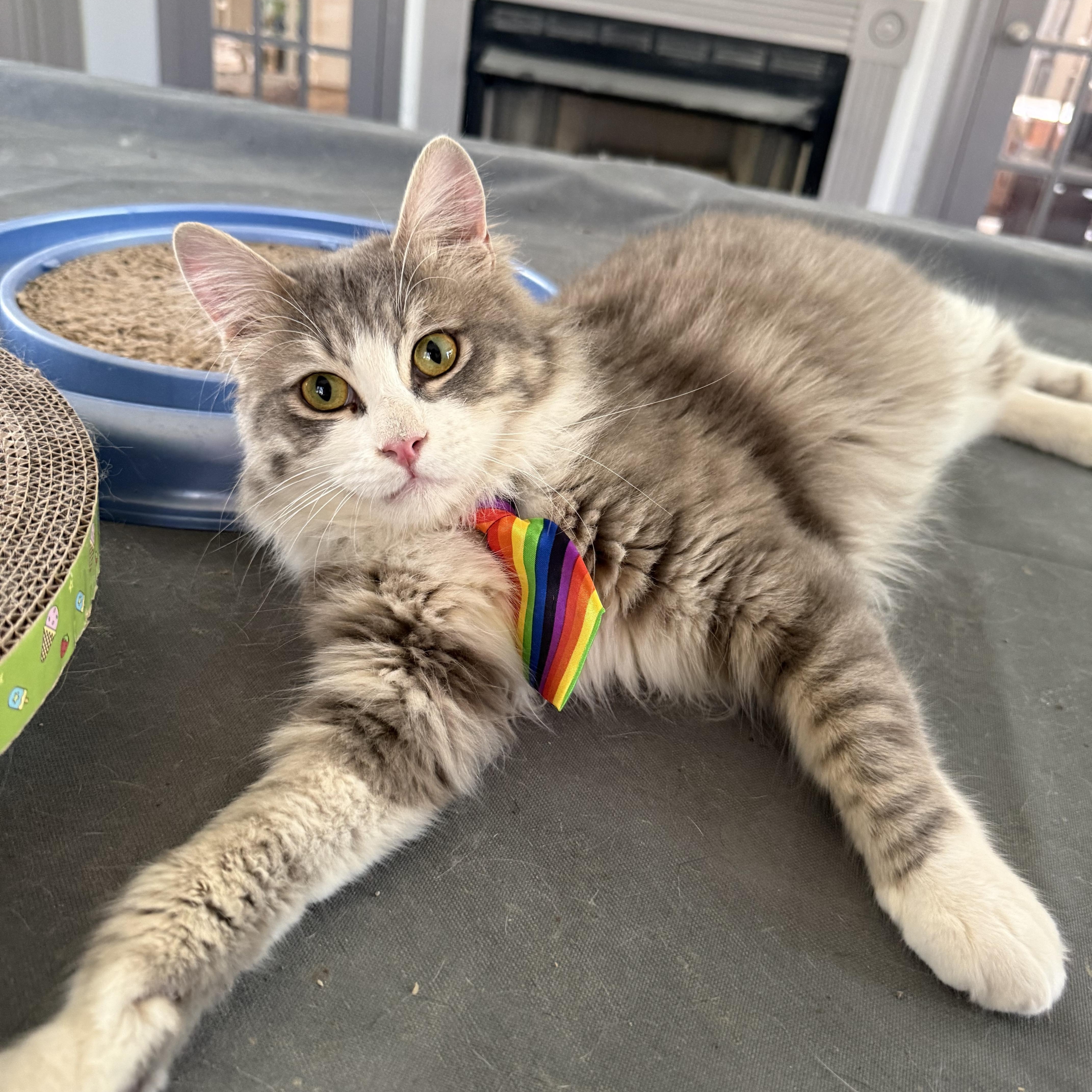 Precious Patchi From Egypt thumbnail 4